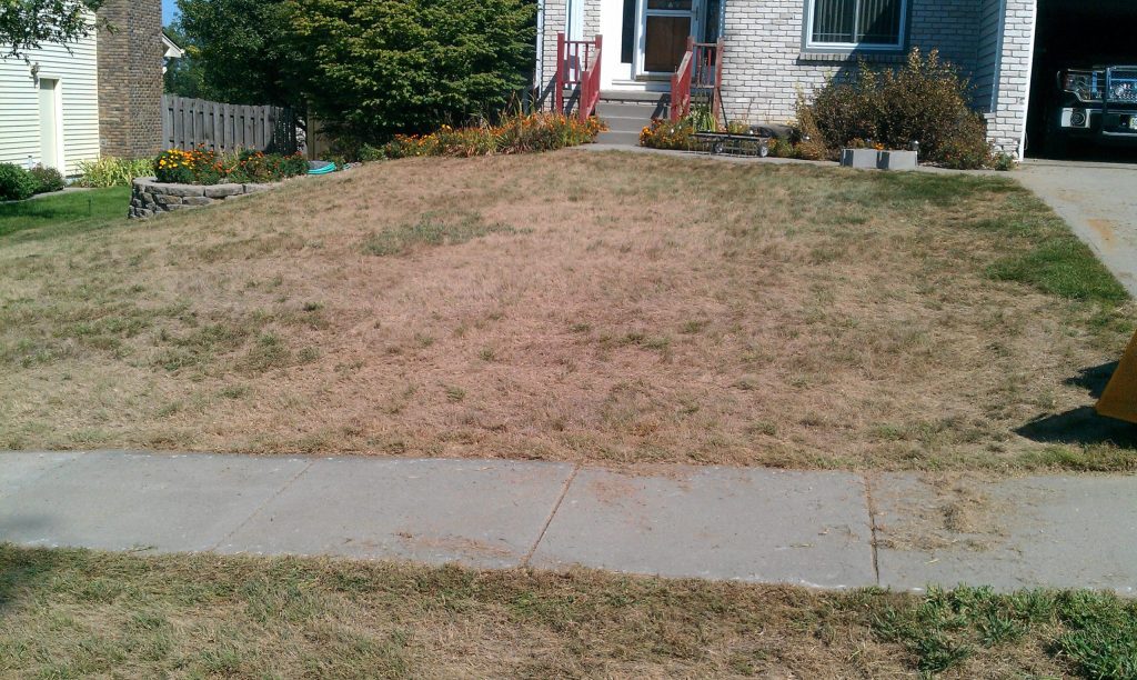 Lawn aeration and renovation in progress on a Kansas City lawn