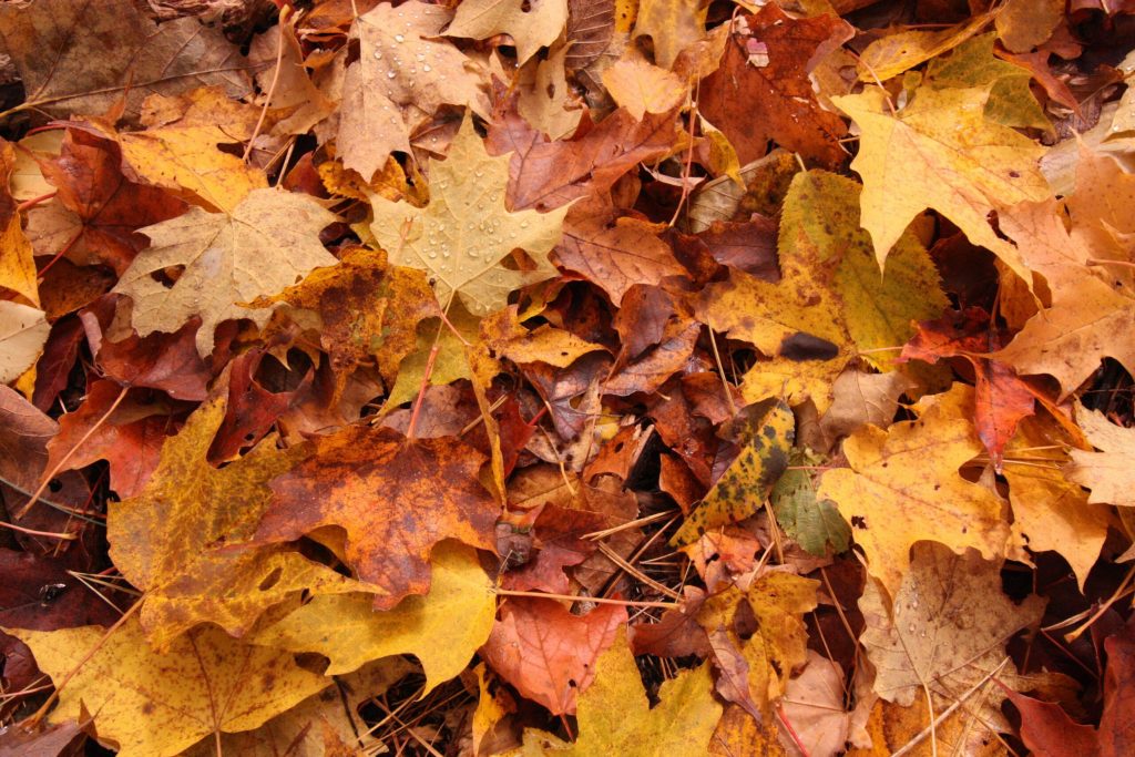 Fall leaf removal and lawn cleanup in Kansas City